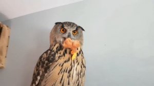 Бодрое угутро толстенькой совы. Morning walk of an Eagle owl named Yoll.