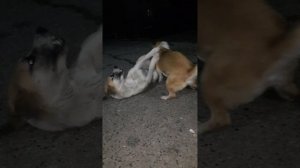 лезбянки собаки.. или сучки 21веки