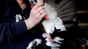 Обрезка крыльев у мускусных уток