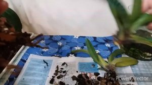 Орхидея Пафиопедилум.Пересадка и деление.