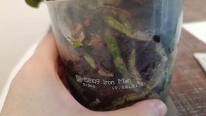 Раскукливание старых корней и появление новых у ваших Орхидей!