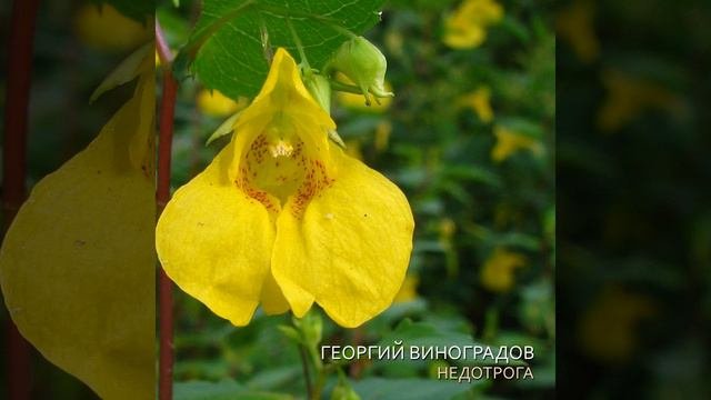 Недотрога