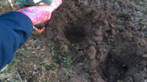 Бересклет форчуна Колоратус. Посадка 2016