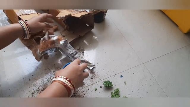 ?Indoor Plant Unboxing From Amazon | Sedum morganianum | Indoor plant | Homalomena Rubescens ‘Maggy смотреть онлайн