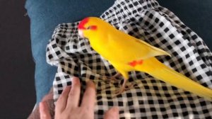 Приручаем попугая какарика к рукам