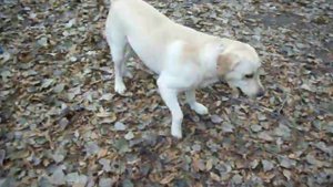 Лабрадор Жига на прогулке!#Labrador Gigue for a walk