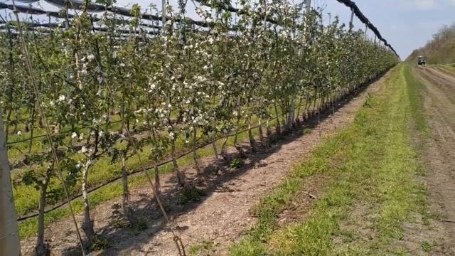 Пчелы на опылении садов смотреть онлайн