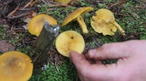 Рядовка оливково-жёлтая - съедобный гриб.