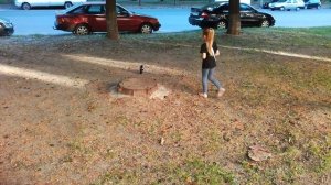 Сорока защищает своего птенца