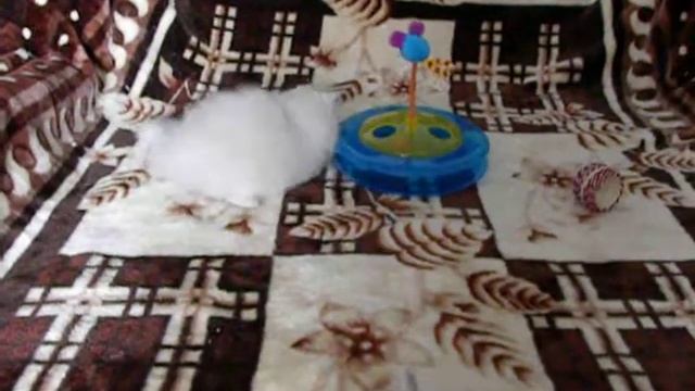 Питомник персидских серебристых шиншилл "SILVERDOLL" смотреть онлайн