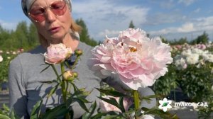 Madame Marine peony. Мадам Марин пион. Пулков сад