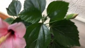 Как вырастить гибискус из семян которые вы нашли в чае каркадэ