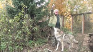 Тренинг волка / Training of the wolf