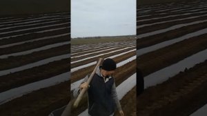 Укладка мульчи под сахорную кукурузу