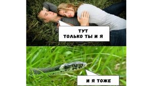 смешные животные