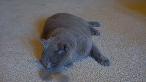 Фурминатор VS пуходёрка для Британского кота / BRITISH CAT