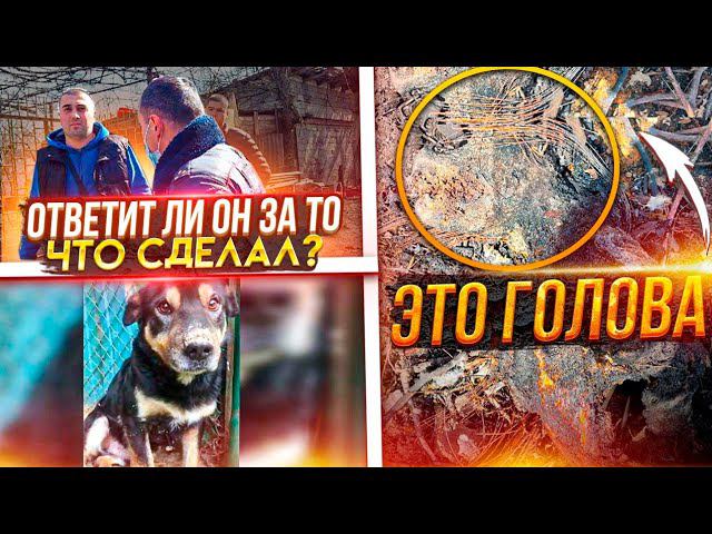 Обнаружили СОЖЕННЫХ собак и измученных живых. Их хозяин может остаться безнаказанным. Нужна ОГЛАСКА!