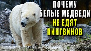 Почему белые медведи не едят пингвинов?