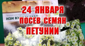 24 января. Посев петунии