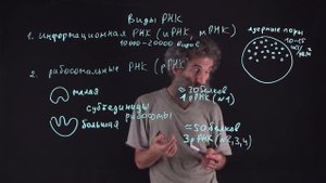 Лекция 30. Виды РНК