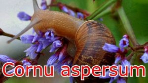 Есть ли зубы у улитки ? Сколько их и где они находятся? Нужно ли измельчать для них еду?