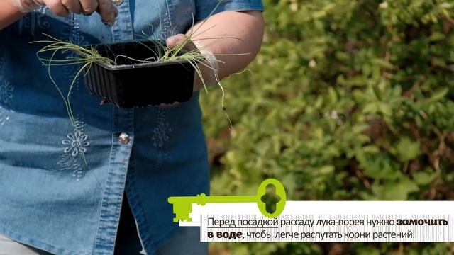 САЖАЕМ ЛУК - ПОРЕЙ. Осенью будет огромный урожай! смотреть онлайн
