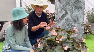 California Spring Trials 2023: Stonehedge Begonias at Benary