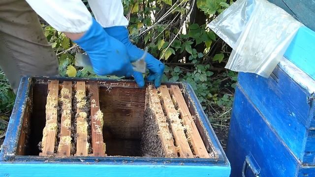 Нет кормов - что делать? Сборка гнезда пчел в зиму. смотреть онлайн