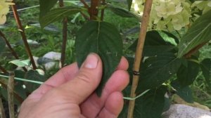 ГОРТЕНЗИИ САНДЕЙ ФРАЙЗ  И ДИАМАНТИНО. Ролик по просьбе зрителей