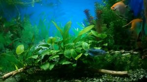 аквариум с большим кустом Анубиса