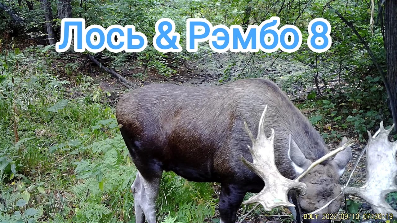 Лось - Рэмбо, грозный гризли испугался. Иду снимать фотоловушки. смотреть онлайн