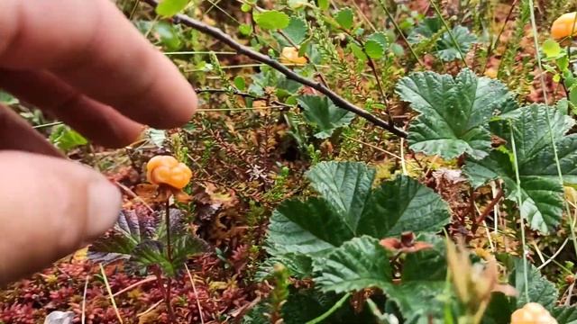 Финляндия сбор морошки смотреть онлайн