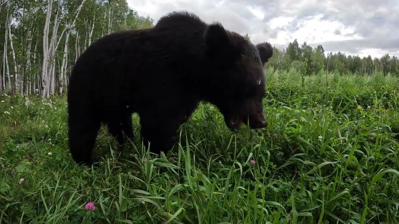 Медведь грызёт косточки. смотреть онлайн