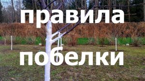 ПРАВИЛА побелки плодового сада! Когда, зачем и чем!