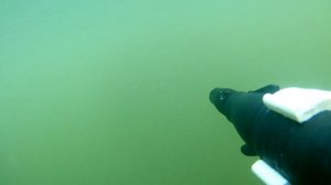 Подводная охота на сома. Река Чир. 02.01.2023.