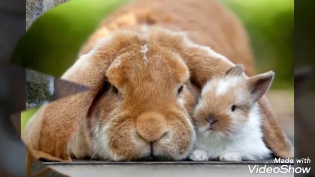 Окрасы породы французский баран. Часть 2. Плащи. смотреть онлайн