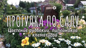 ПРОГУЛКА ПО САДУ | Рудбекии, лилейники и клематисы