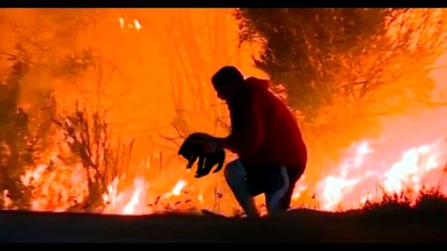 Он помог плачущему волчонку и его умирающей матери. Дальше случилось немыслимое! смотреть онлайн
