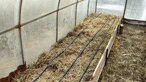 Соломенное земледелие 2019 - 4 капельный полив в парнике //Живая Баня Иван Бояринцев