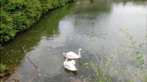 Страусиная ферма Татарский страус I Просто живем.