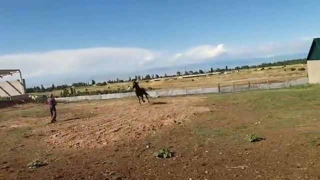 чистокровный арабский скакун жеребец 6лет.пр смотреть онлайн