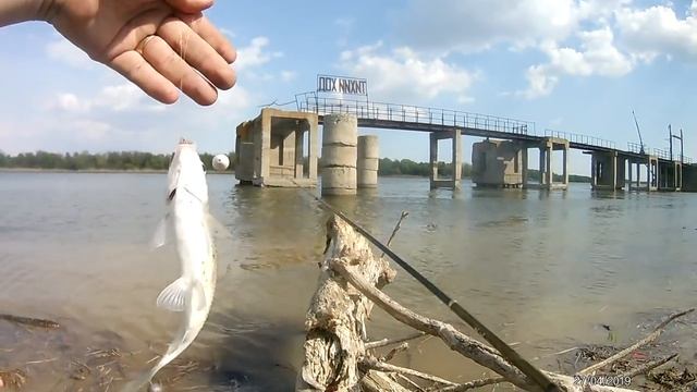 Бешеный клёв ВОБЛЫ у самого берега на поплавочную удочку. Рыбалка в Астрахани смотреть онлайн