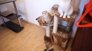 Адская ПАНЛЕЙКОПЕНИЯ: кошачья чумка