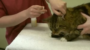 How to apply ear drops and clean your cat's ears