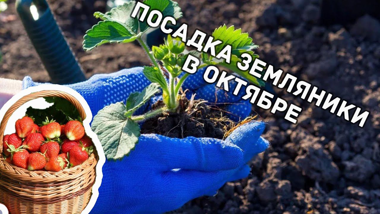 Посадка и пересадка земляники осенью. 100% приживаемость.