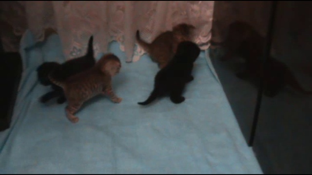 Котята