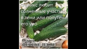 Обзор сорта огурцов "Феникс" (характеристики, свойства, фото)