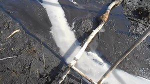 Очистка центрального канала пруда от сорной рыбы известью