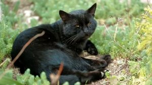 Хозяйка принесла на усыпление кота, которого избивала 10 лет