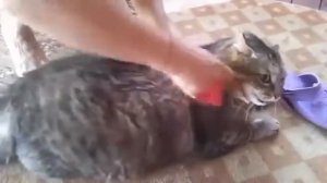 Толстый кот кричит и ругается когда его вычесывают! )))